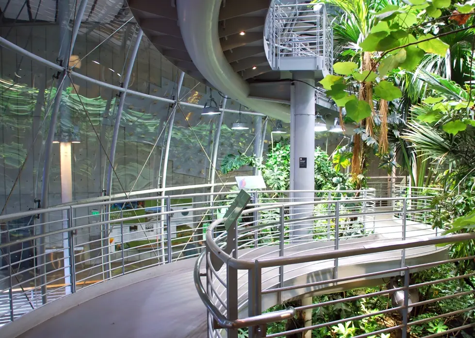 The internal dome facade of the rainforest exhibit at the California Academy of Sciences with tropical trees and a steamy atmosphere.